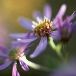 平成24年度　会長方針