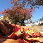 ダーウィン（総務委員会の独り言）