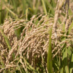 家族会～働かざる者食うべからず～収穫編