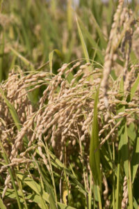 家族会～働かざる者食うべからず～収穫編